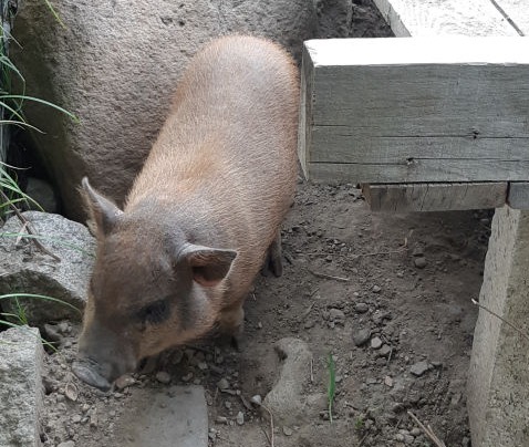 Schweinchen